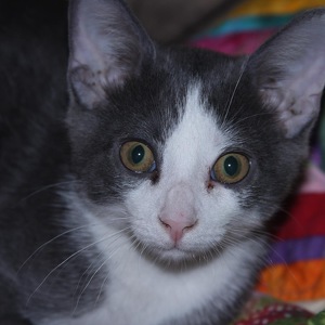 Fundraising Page: Amanda Rom